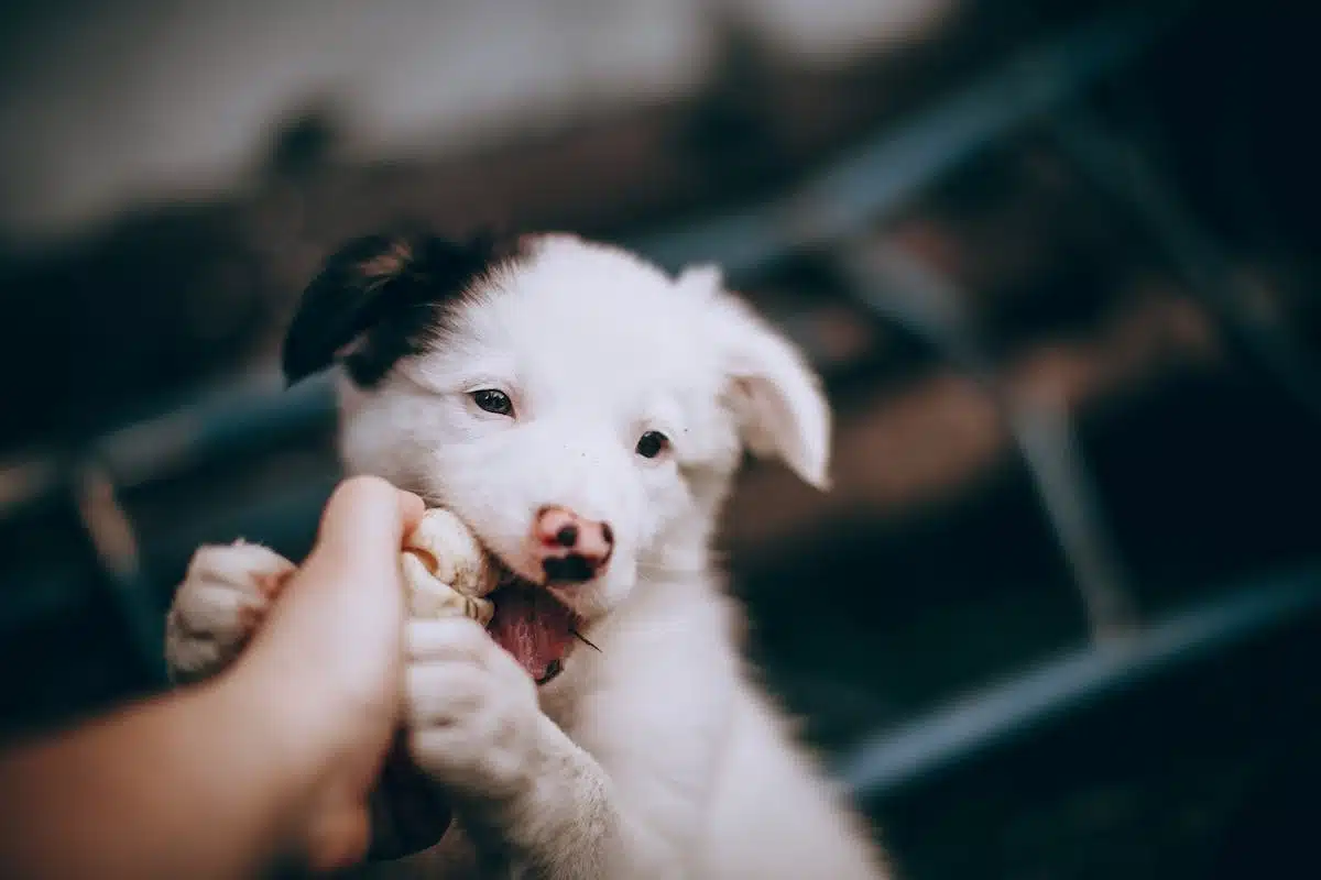 chiens croisés