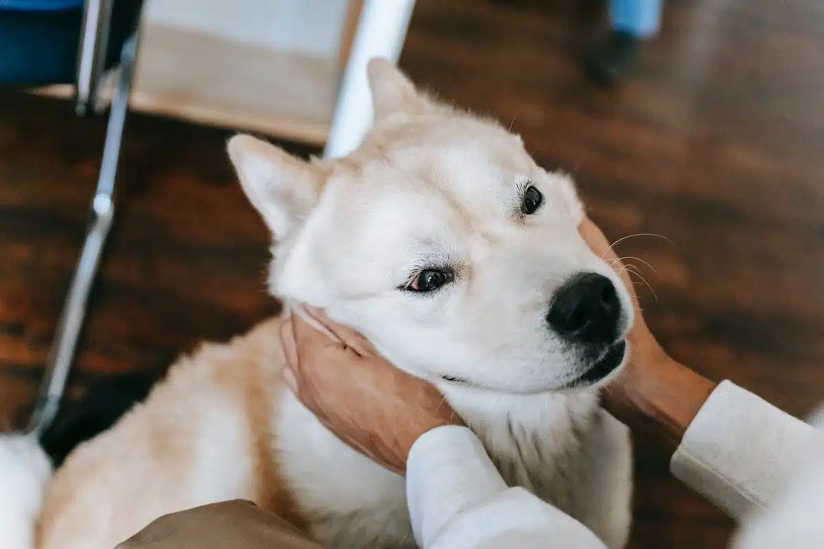 chien câlin
