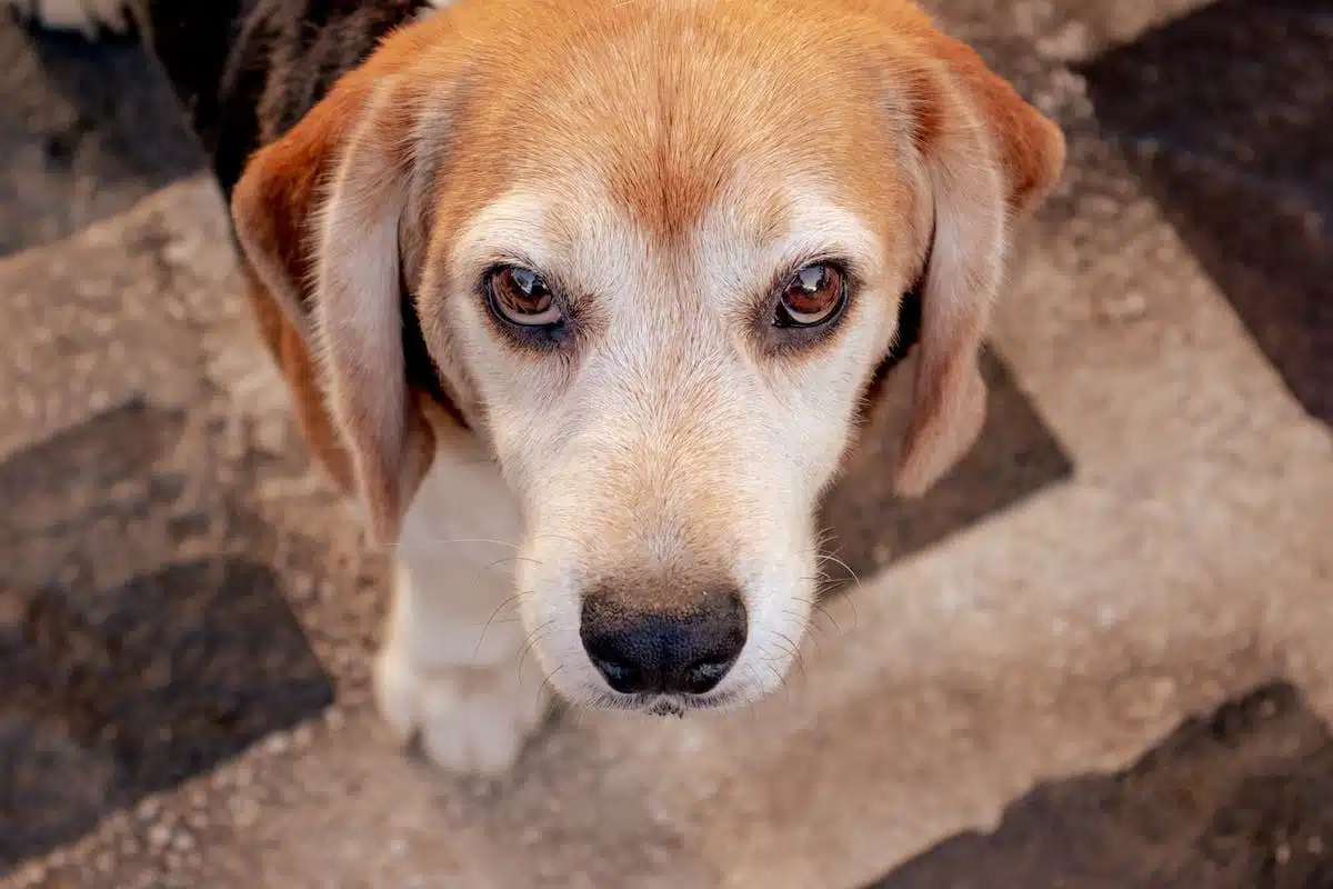 chien grattage
