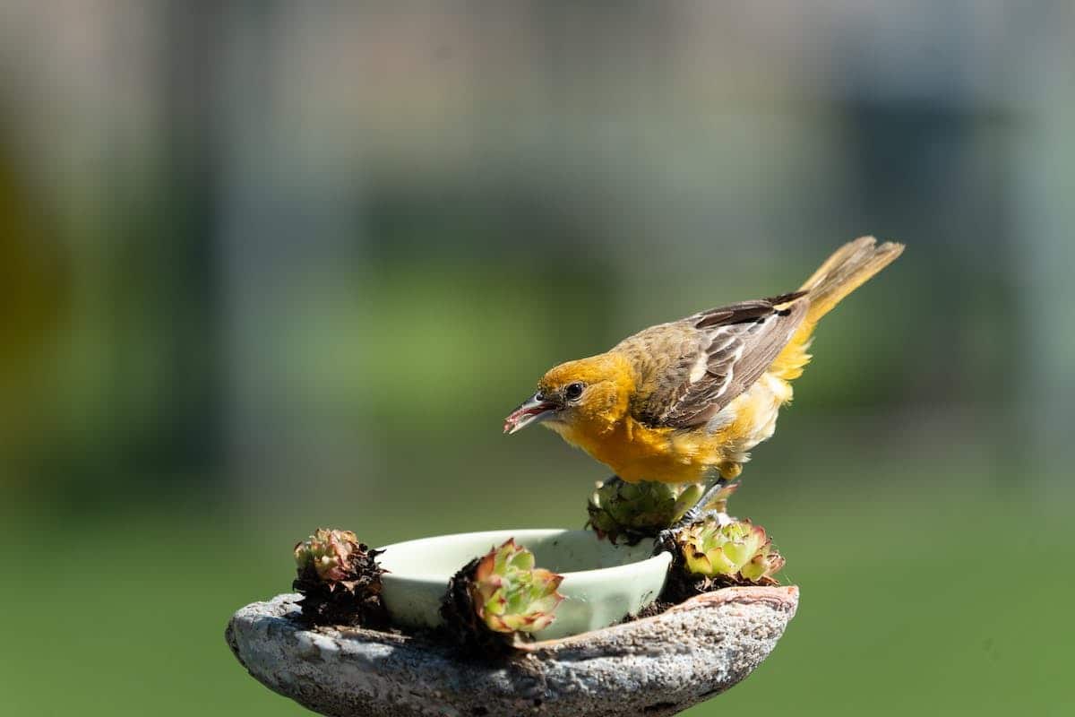 oiseaux  alimentation