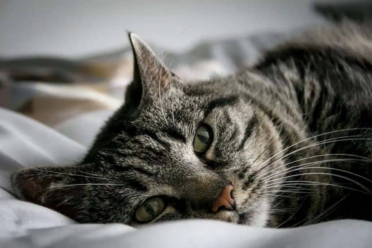 chat  sélection