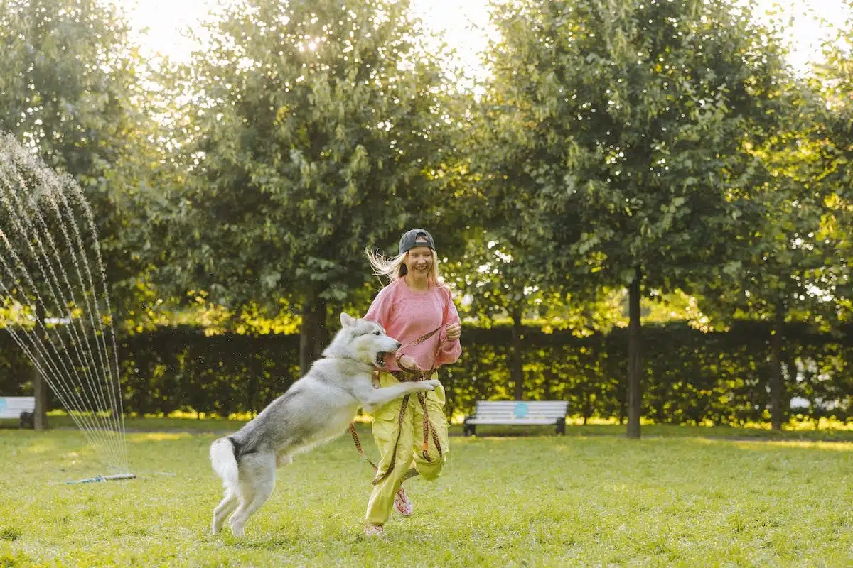 chien socialisation