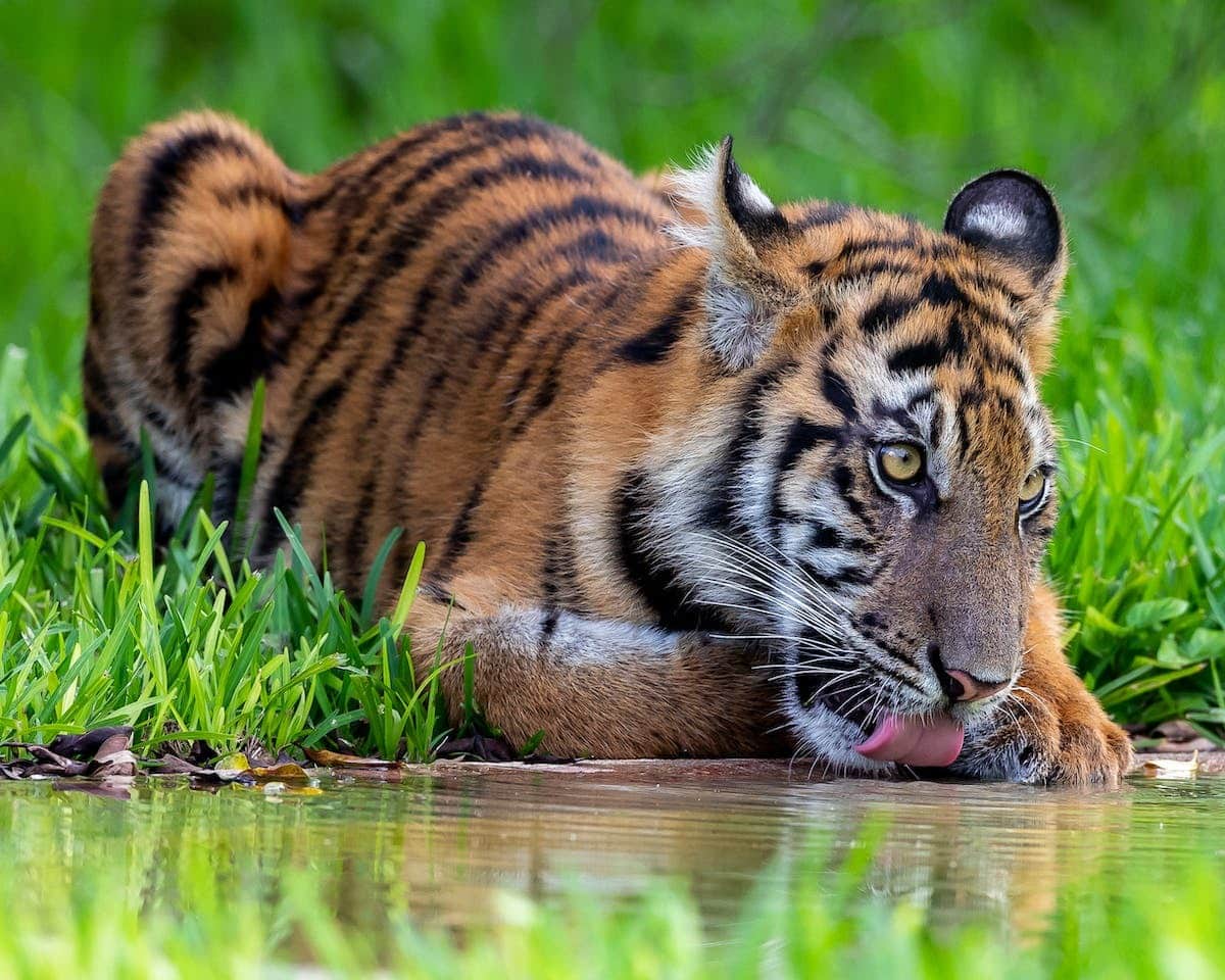 animaux  comportement
