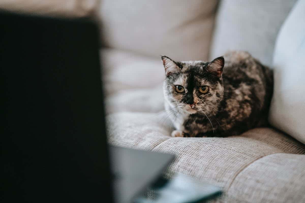 animaux stressés