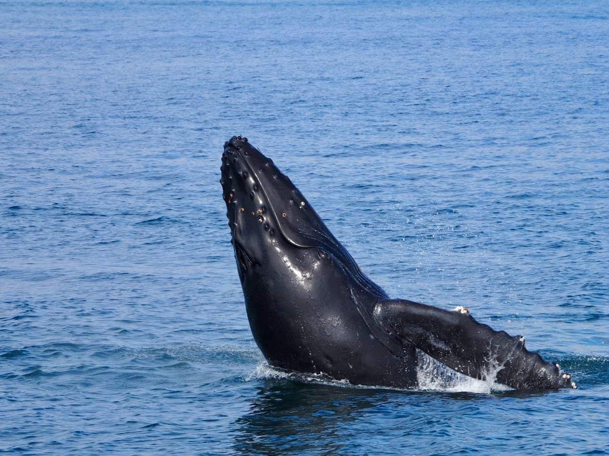 animaux marins