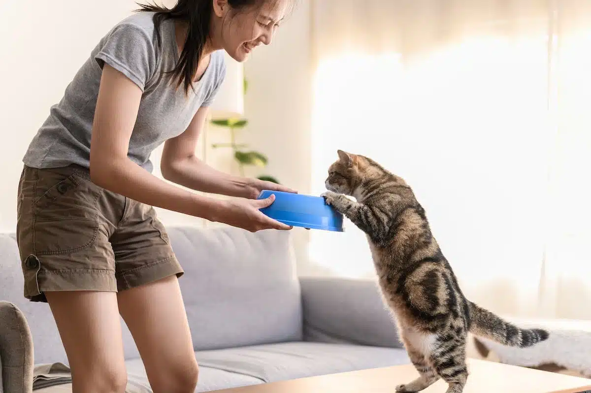 chat  dressage