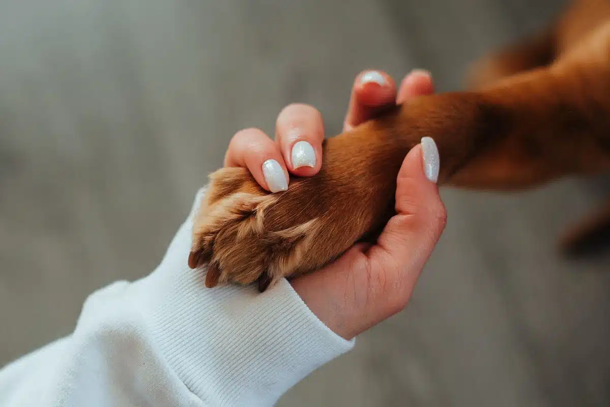 dressage chiot