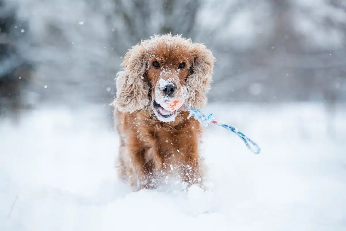 chien  hiver