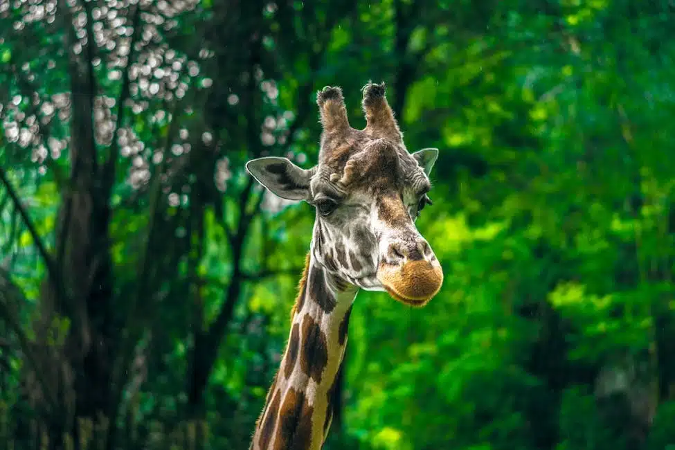biodiversité animale