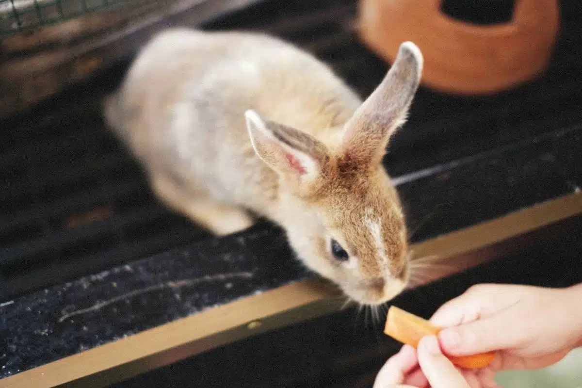 lapin  carottes