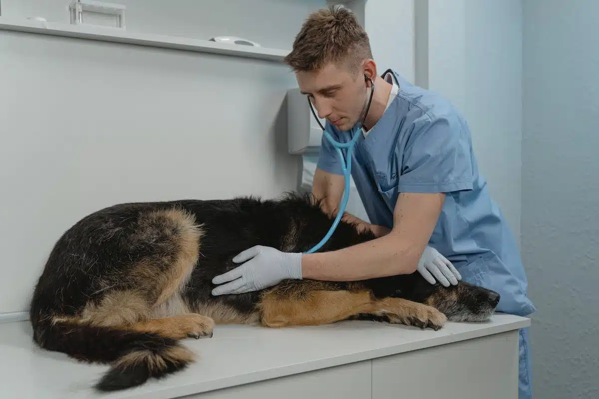 vétérinaire  animaux