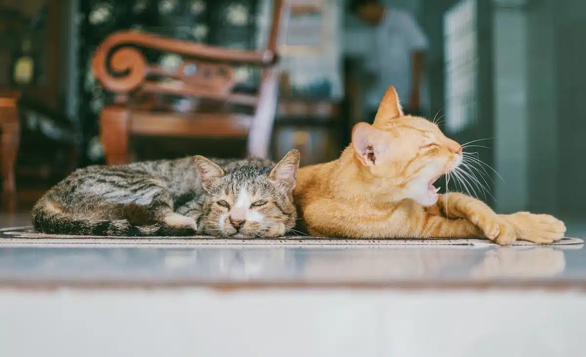chat  personnalité