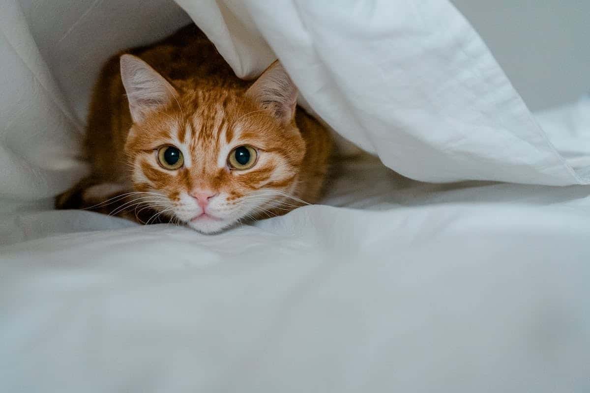 Les meilleures races de chats pour la vie en appartement découvrez les choix les plus adaptés