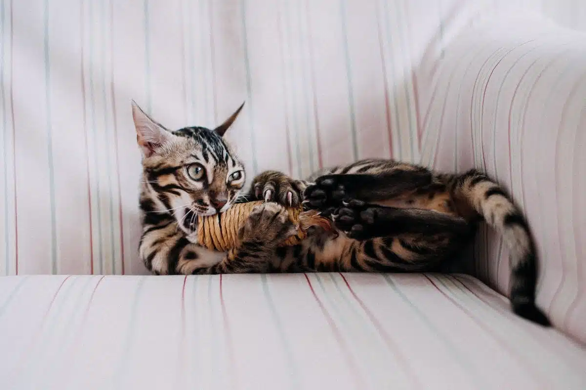 chat appartement