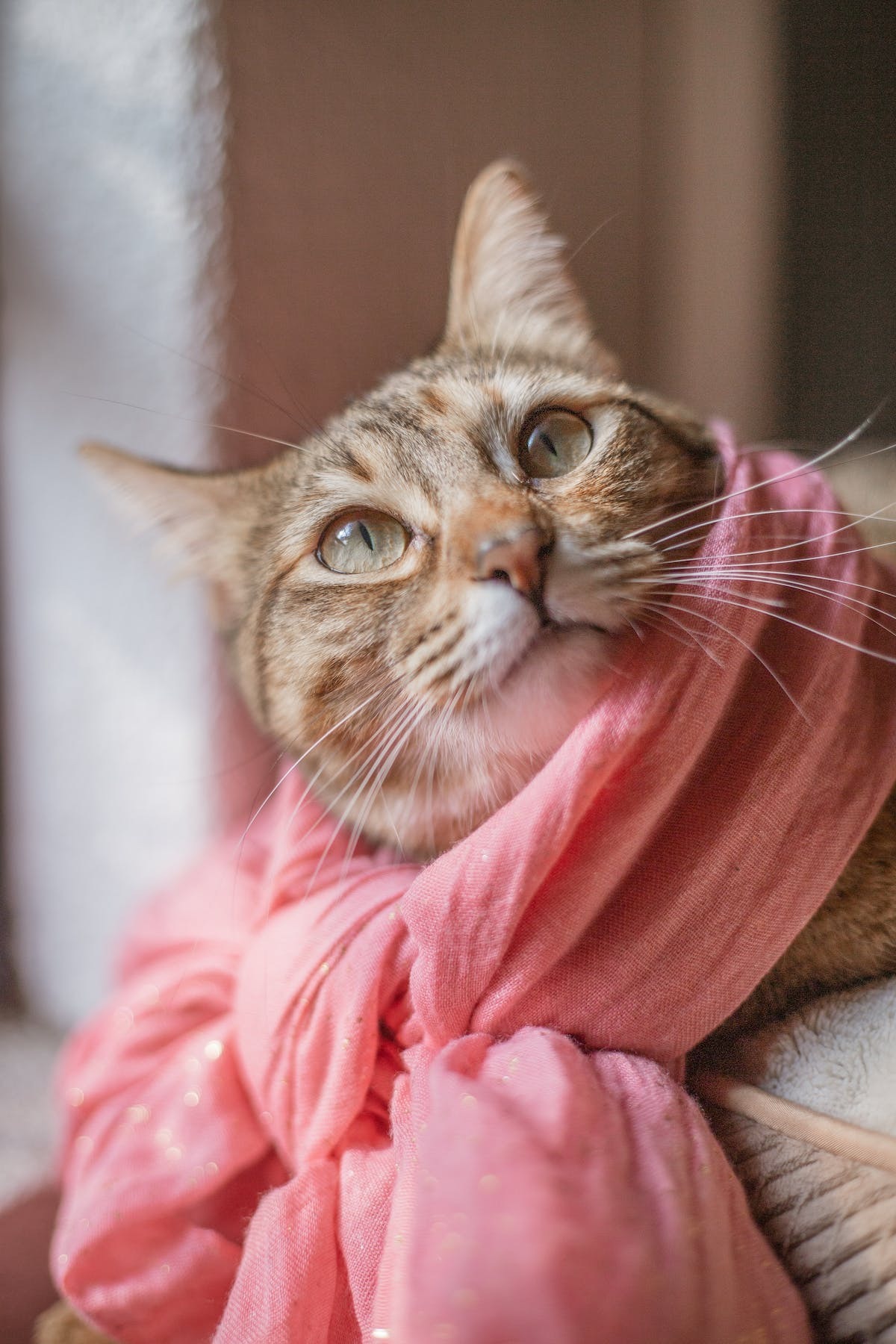 adoption  chat