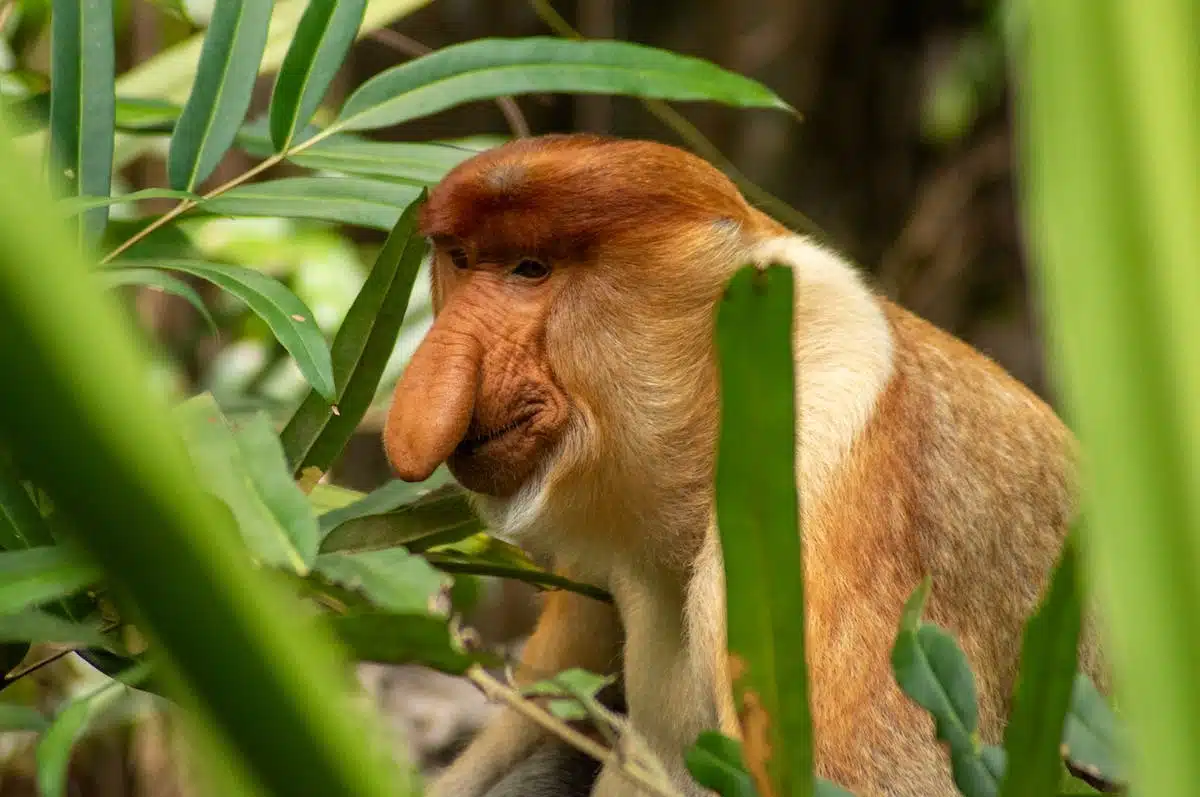 animaux menacés