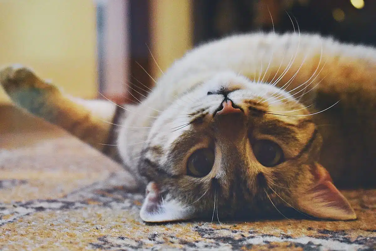 chat stressé