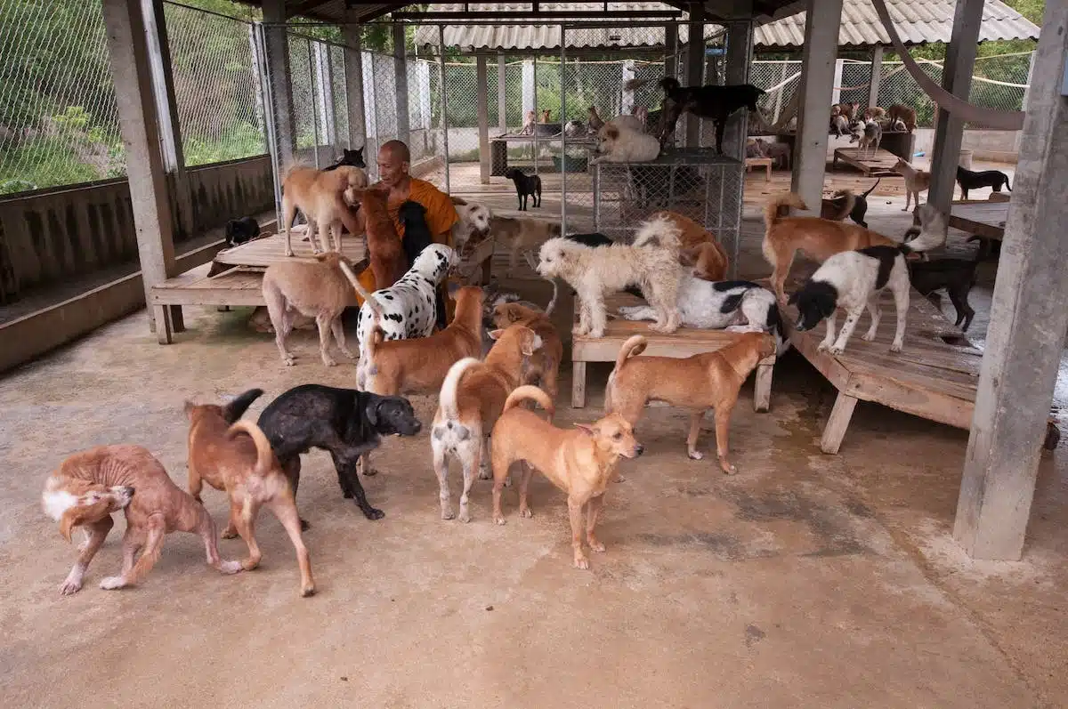 sauvetage animaux