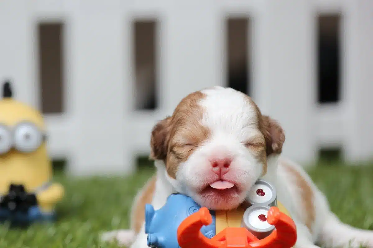 chiens  jouets