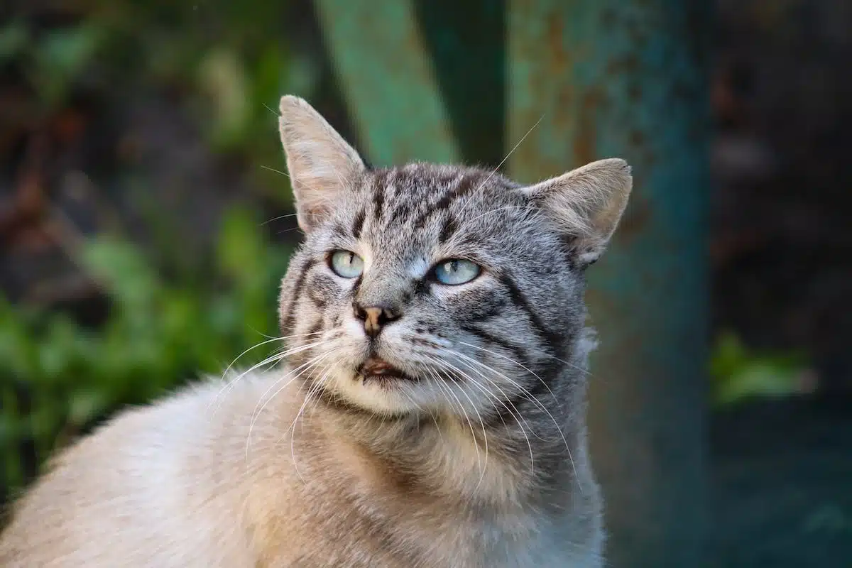 chat  maison