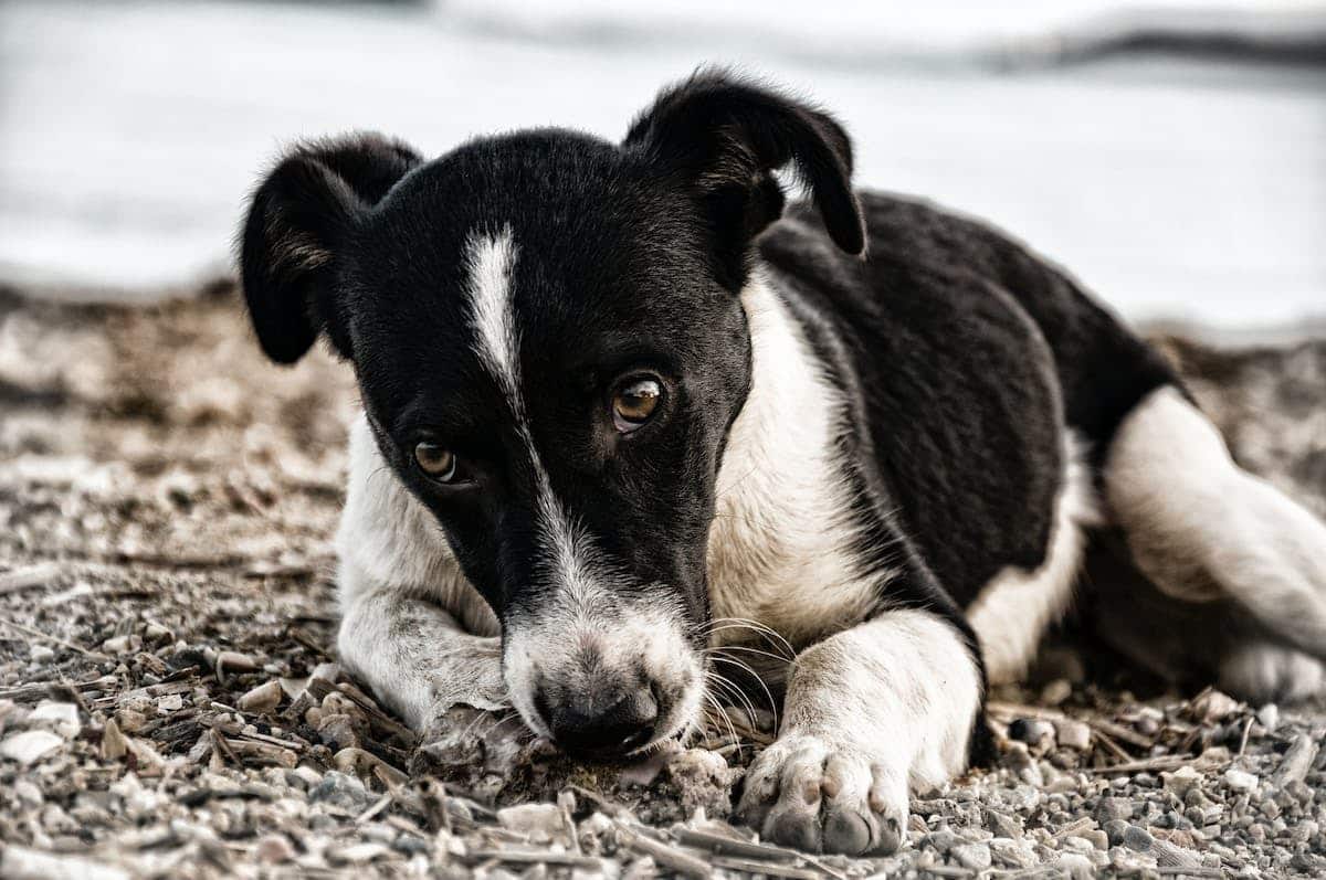 chien anxieux