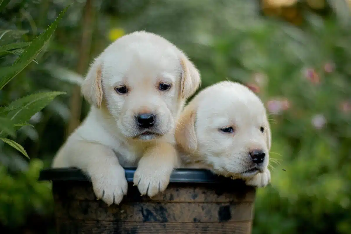 races chiens