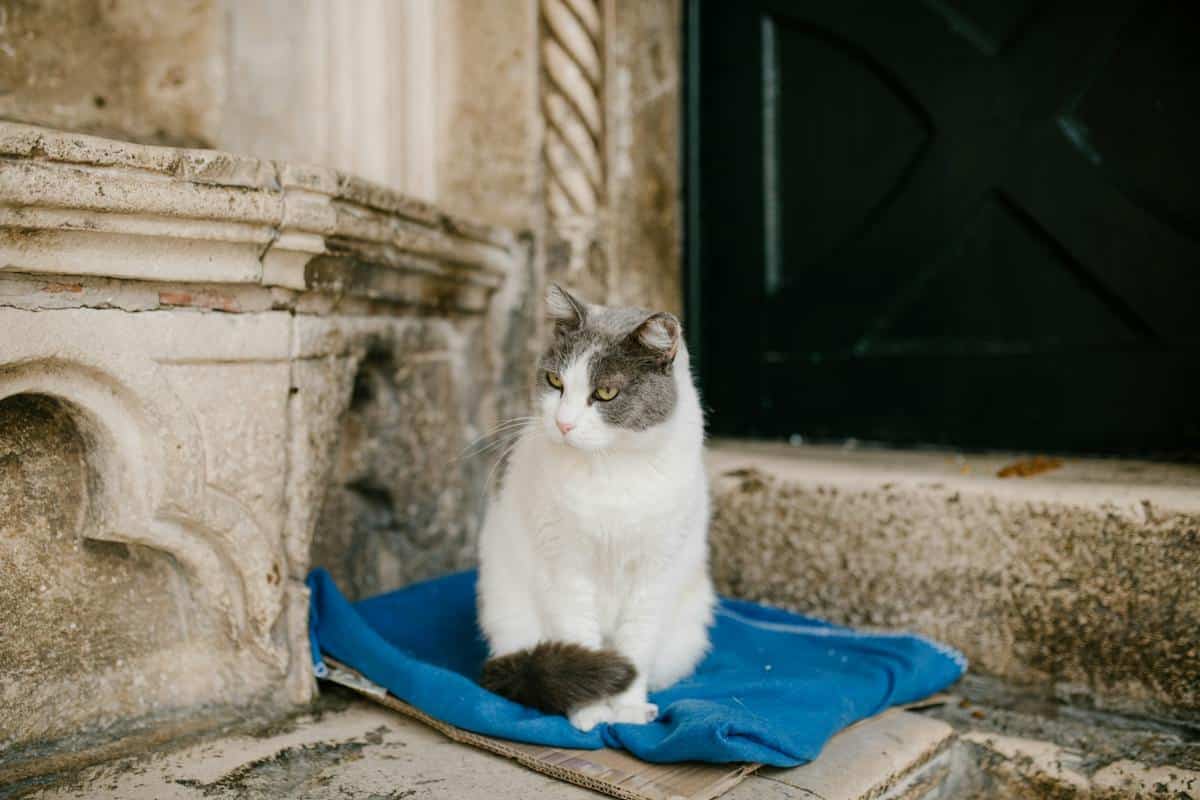 chat âgé
