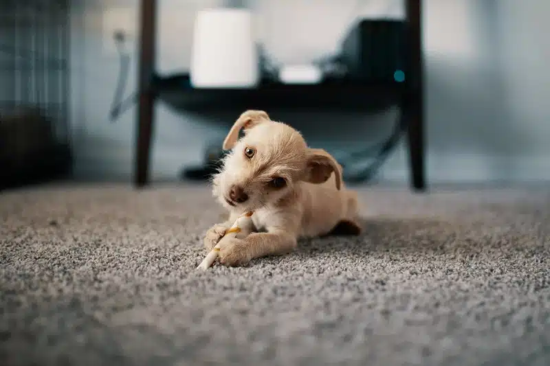 Assurance pour chiots : Guide pour les nouveaux propriétaires