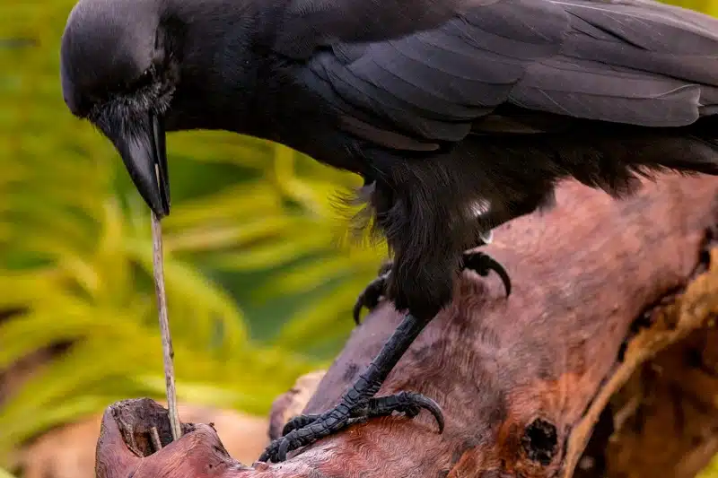 La corneille : tout ce que vous devez savoir sur la femelle du corbeau