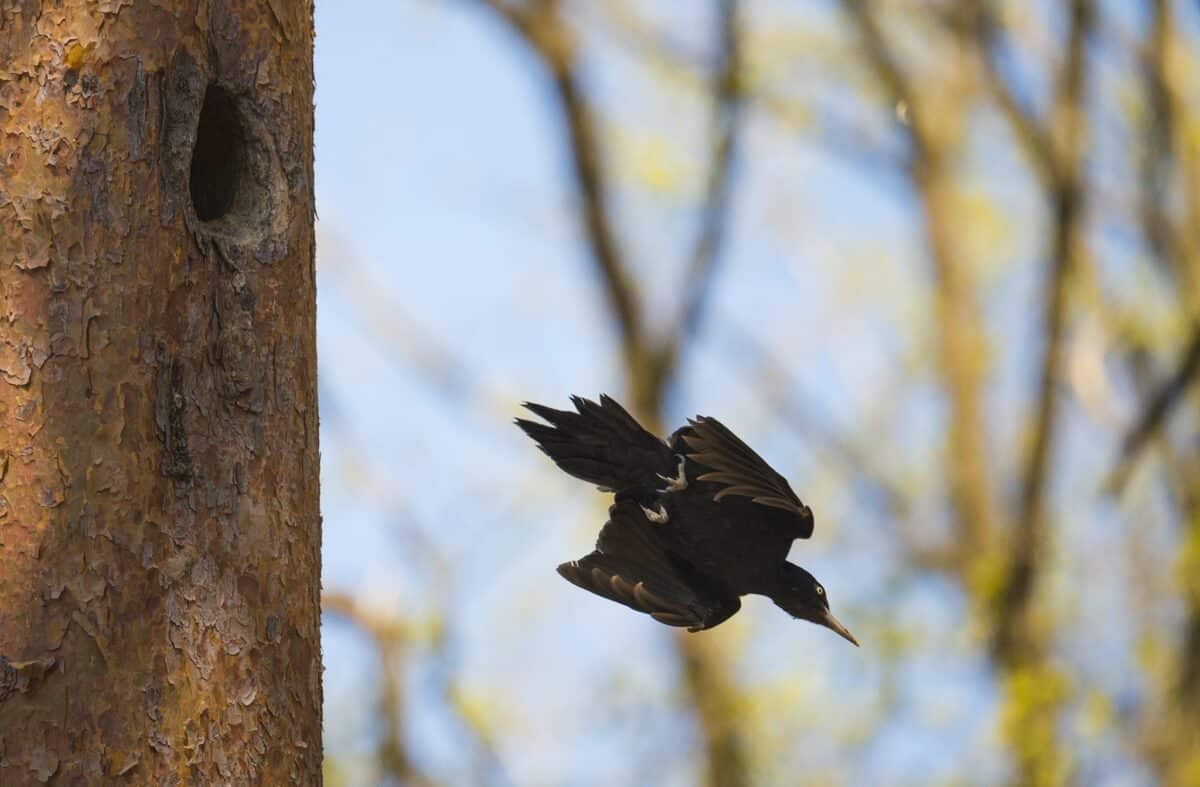 La corneille : tout ce que vous devez savoir sur la femelle du corbeau