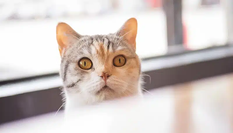 Mon chat me suit partout Comprendre ce comportement félin particulier