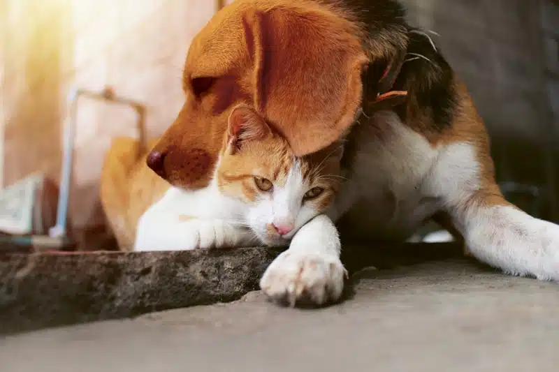Mutuelle pour chien les témoignages des propriétaires