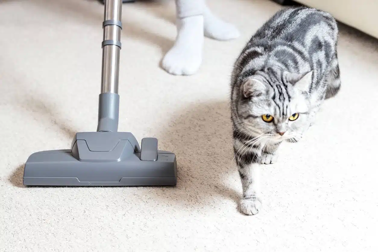 maison propre et sans poils avec un chat