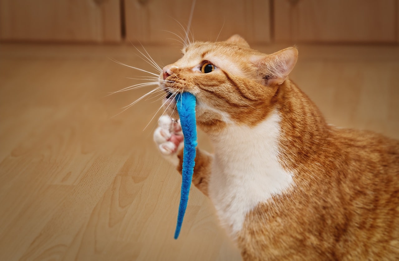 Un chat atil la notion du temps ? Comme Chien & Chat