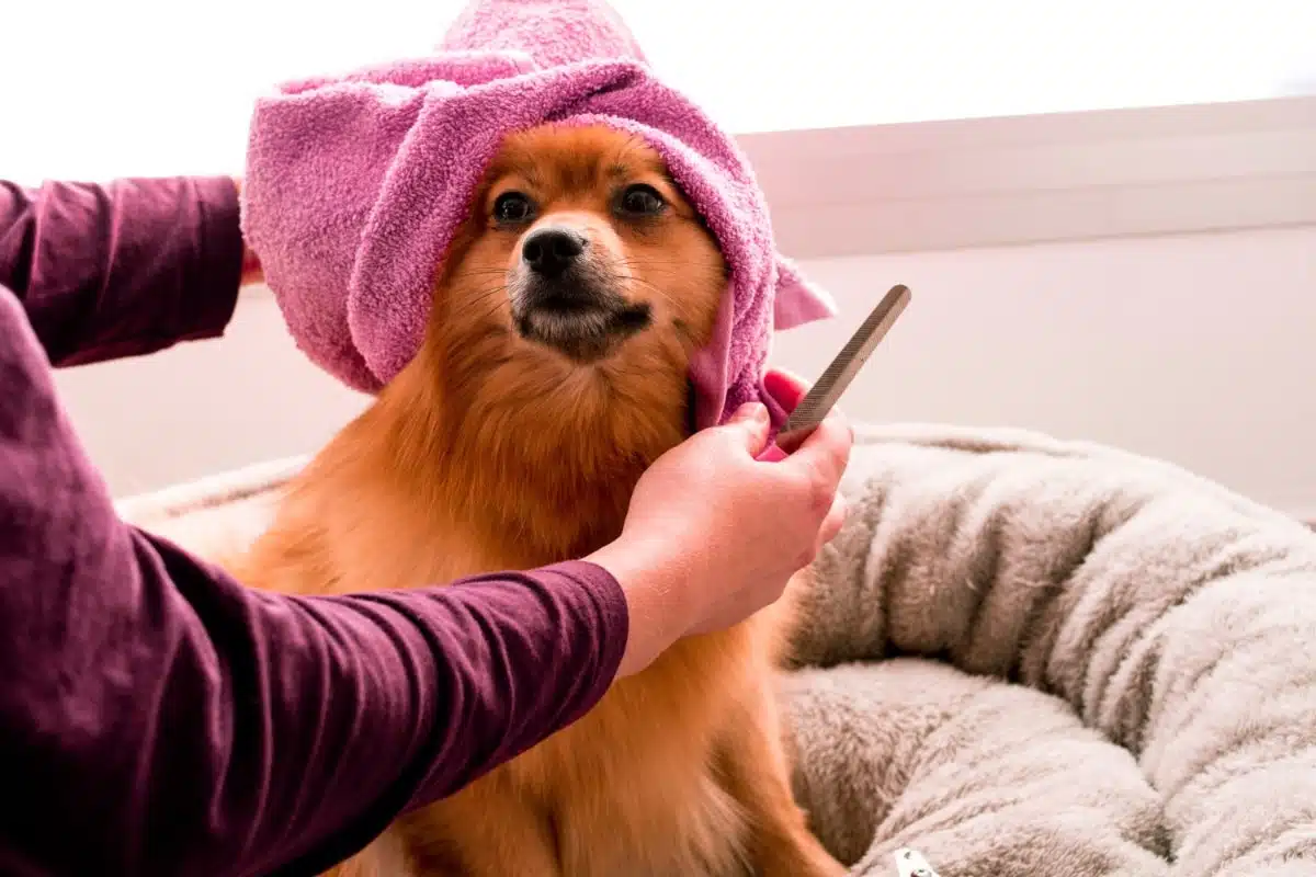 meilleur shampoing sec pour chien 
