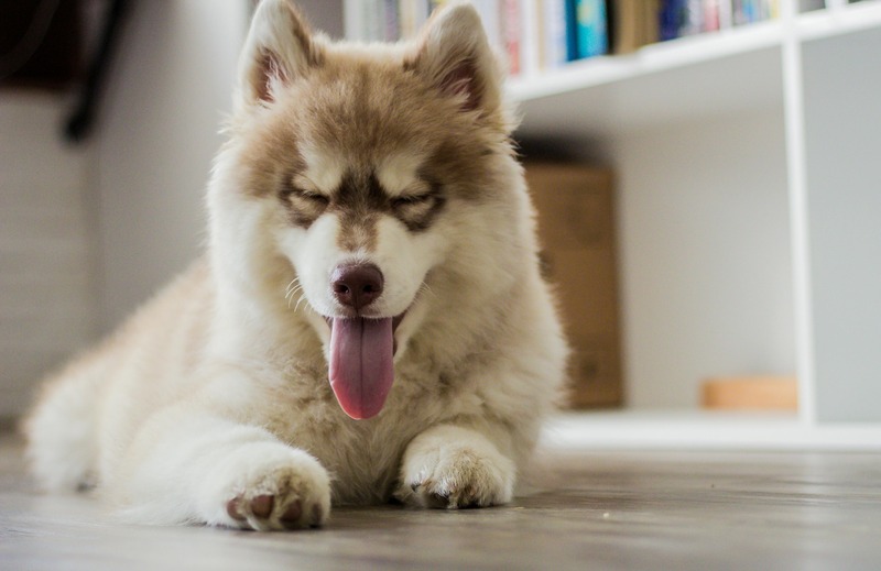 husky à la maison