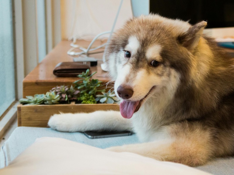 husky siberien