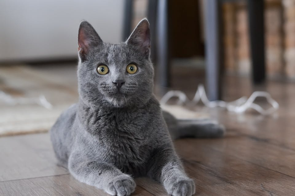 hygiène parfaite pour votre chat 1