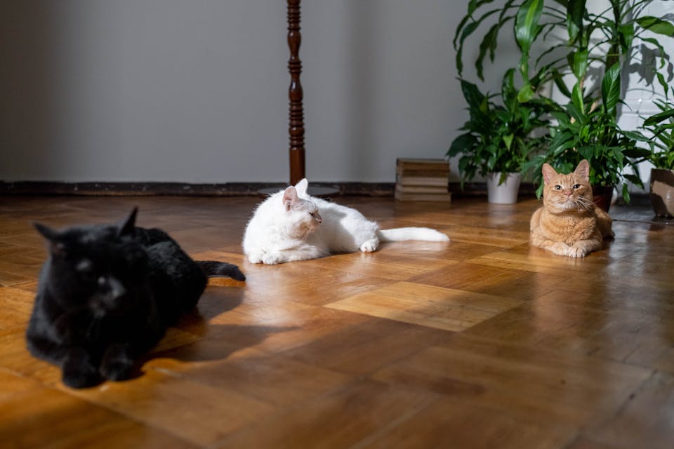 hygiène parfaite pour votre chat 2