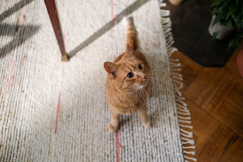hygiène parfaite pour votre chat 3
