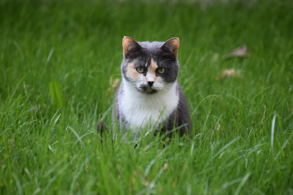 puce GPS pour chat 1