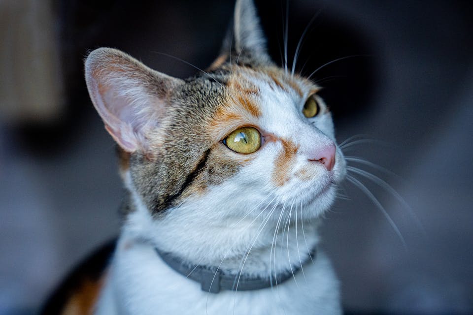 puce GPS pour chat 2
