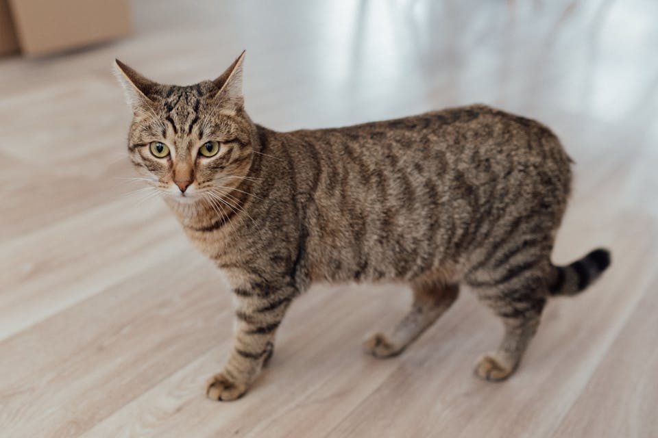 puce GPS pour chat 3