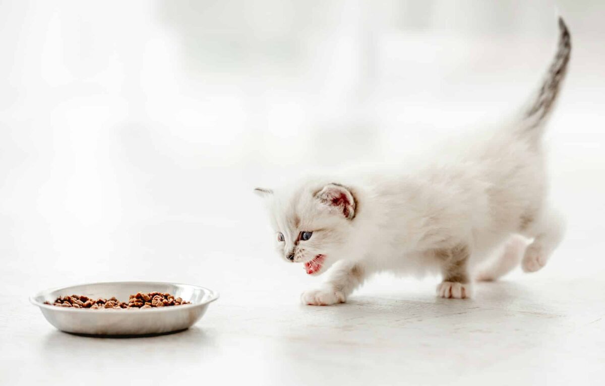 Carnilove pour chat et chaton est l’idéale pour répondre aux besoins a