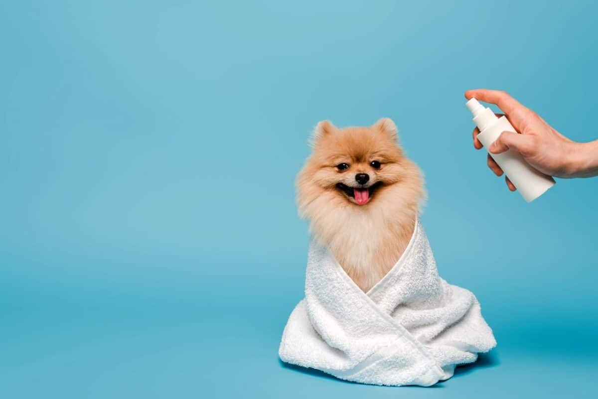 meilleur shampoing sec pour chien 