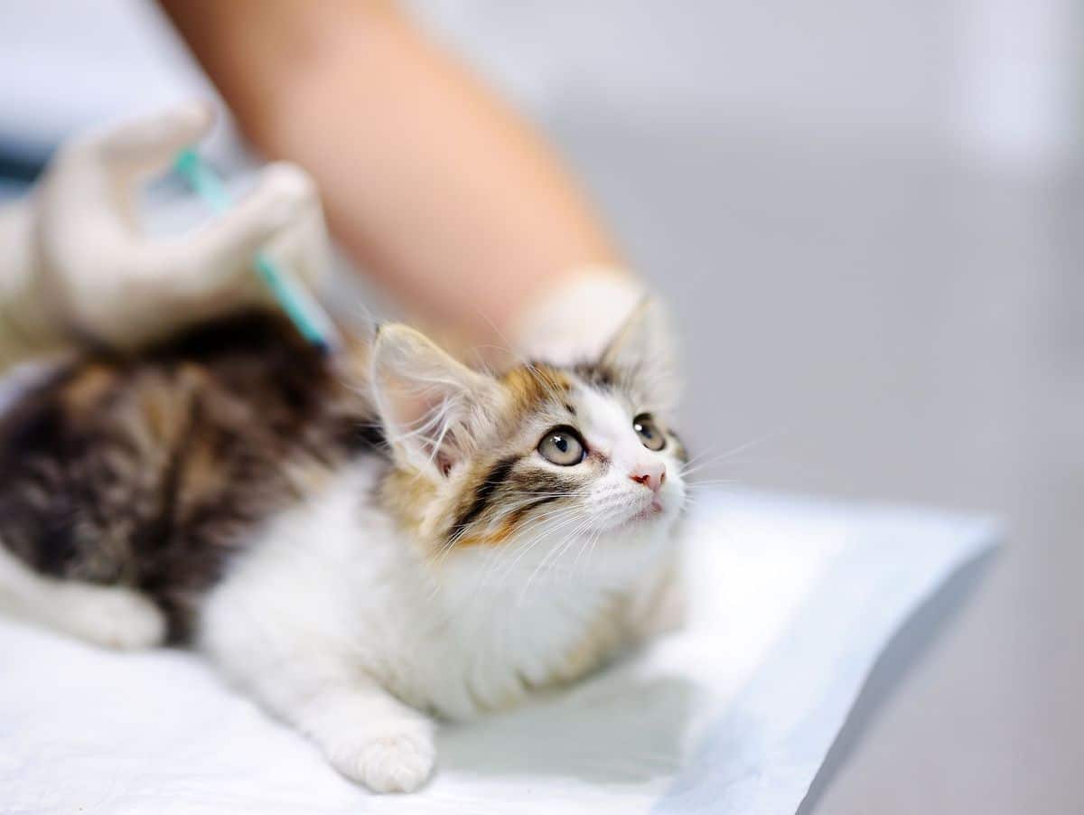 Puisje vacciner Moimême mon chat ? Comme Chien & Chat