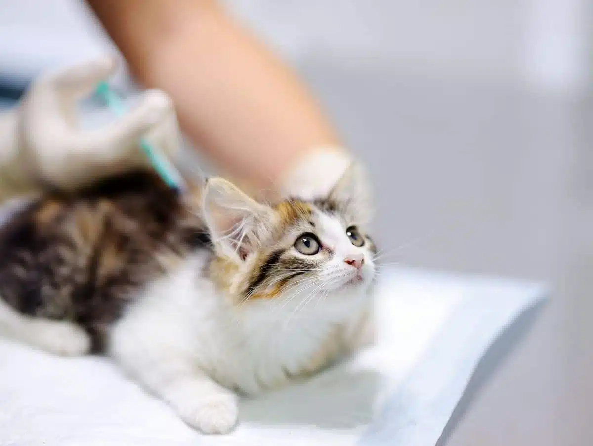 vacciner votre chat par vous-même